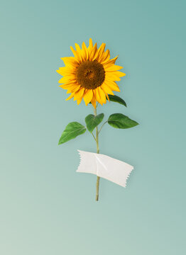 Blooming A Yellow Sunflower In The Studio Is Glued With Tape On A Blue Background. Minimal Autumn Or Summer Concept. Creative Background With Sunflower.