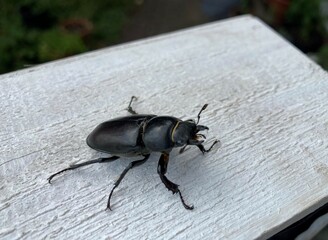 a large black longhorn beetle