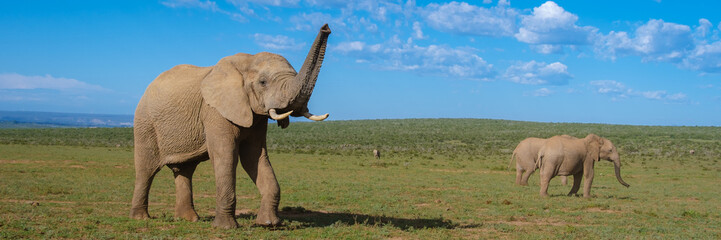 Elephants bathing, Addo Elephant Park South Africa, Family of Elephants in Addo Elephant park,...