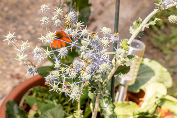 Flachblatt-Mannstreu Pflanze mit Wespen auf den Blüten