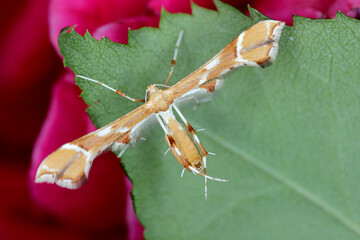 Rose plume moth Cnaemidophorus rhododactyla (Pterophoridae) on rose leaf. © Tomasz