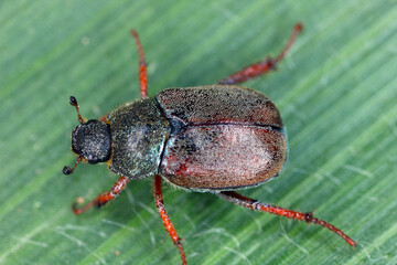 A monkey beetle (Hoplia sp.) on a green leaf.