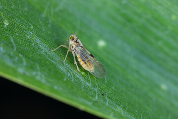 Tiny leafhopper - Laodelphax striatellus on a corn leaf.