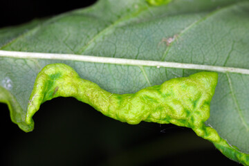 Ash leaf edge deformed by larvae Dasineura acrophila.