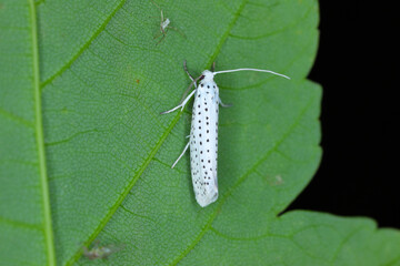 Bird cherry Ermine (Yponomeuta evonymella, Yponomeuta padi), on a leaf, Poland.