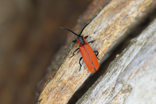 Bright red Net-winged beetle (Lygistopterus sanguineus) with black spots in the pine forest.