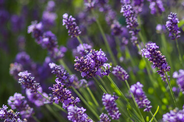 lavender flowers in a garden