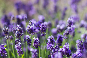 lavender flowers in a garden