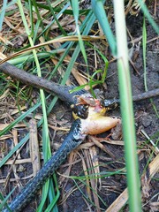 Hunter snakes