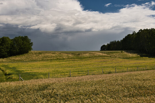 field of wheat