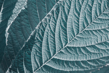 Green veined leaf macro, close up, background