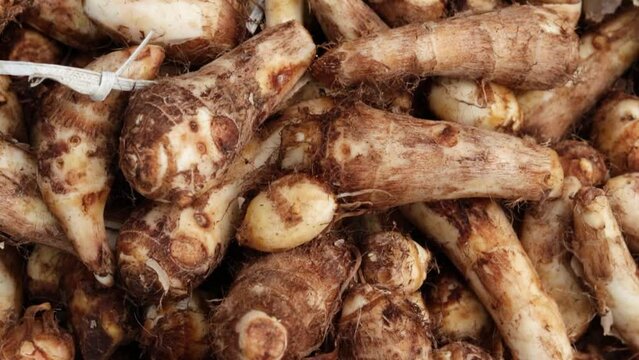 fresh organic taro root from farm close up from different angle