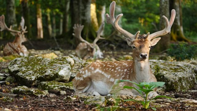 Male fallow deer, buck with antlers resting in natural environment. Deer Dama dama. Vision Park in Auberive region, France. Slow motion