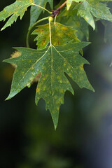 raindrops on green sycamore leaf