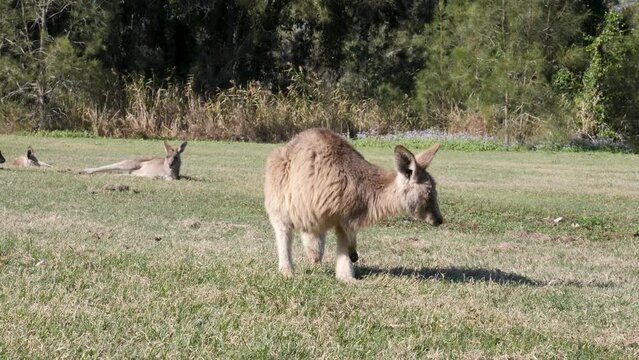 Young Kangaroo scratching its fur close to other Kangaroos resting in the midday sun.