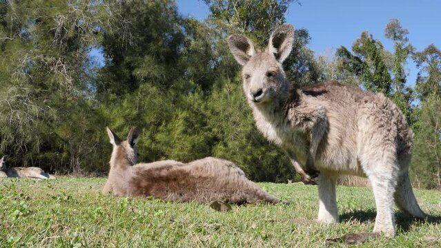 Close-up view of a baby Kangaroo joey slowly moving towards its mother laying on the grass.
