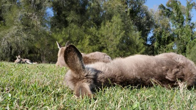 Unique low angle view of a Joey asleep on the grass near a group of adult Kangaroos in Australia