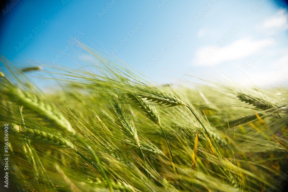 Canvas Prints agricultural field with wheat sprouts, spring landscape on cloudy day.