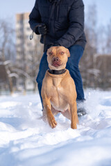 A girl trains a thoroughbred American Pit Bull Terrier in the park in winter.