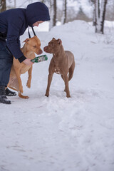 A girl trains a thoroughbred American Pit Bull Terrier in the park in winter.