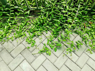 Green plant growth fresh,on paving floor