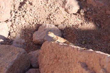 Agama standing on a rock in Saint Catherine Protectorate in Sinai 