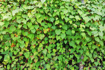 Fototapeta premium Close up of green leafs,growth fresh in the garden