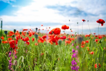 Obraz na płótnie Canvas Poppy field in full bloom against sunlight. Field of red poppys. Remembrance Day, Memorial Day,