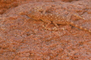 A common fan footed gecko in Sinai in Saint Catherine protectorate standing on a rock
