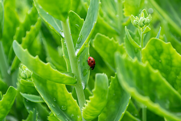 ladybug on green leaf, closeup