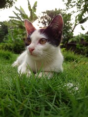 cat on grass