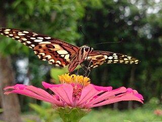 butterfly on flower