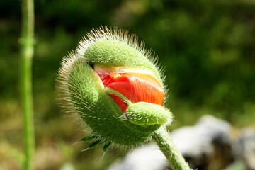 the poppy bud is tilted to the left red petals are peeking out of it and it blooms into a flower