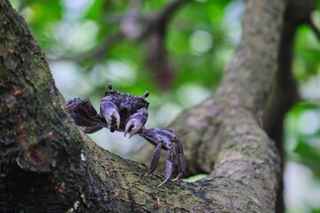 Closeup shot of a purple mangrove crab on a tree branch