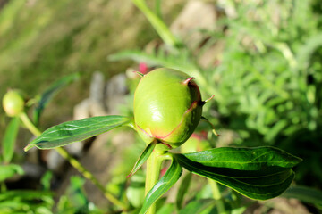 the peony bud is swollen to bloom