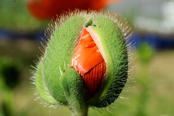 a bud of decorative poppy in the rays of the sun