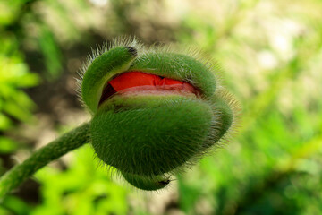 the bud of the decorative poppy begins to bloom and the red petals of the flower are visible