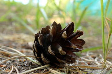 a pine cone is lying on the ground in the forest