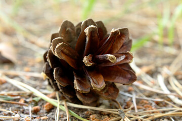 pine cone a pine cone on the ground in the forest