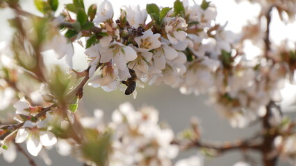 Bee collects pollen on cherry which blossoms in the garden near house in mid-summer. White flowers on branches of cherry tree sway in the wind in summer.