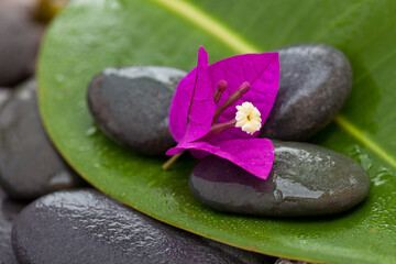 Minimalistic Zen Style Bougainvillea Sill Life
