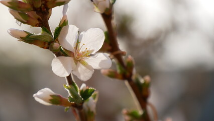Cherry blossoms in the garden near house in mid-summer. White flowers on branches of cherry tree sway in the wind in summer.