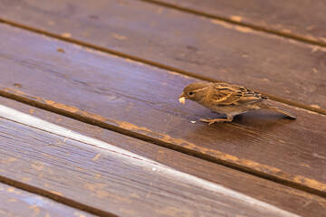 A little sparrow pecks at bread crumbs from a wooden floor. Feed the arriving birds