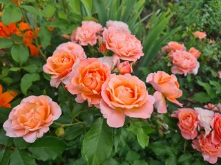 bunch of roses