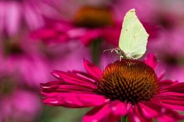 Roter Sonnenhut mit Zitronenfalter, purpurea echinacea
