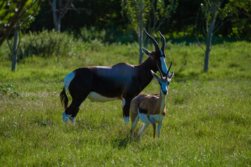 Addo Elephant park South Africa, Oryx, springbok at the savanna. Springbok and Oryx