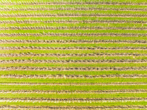 Abstract aerial view, straight down, of flowering fruit orchards, Betuwe, Gelderland, Netherlands.