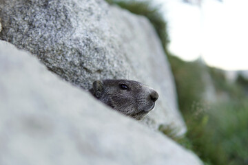 Una marmota escondida detrás de una roca