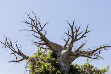 The top of a large dry leafless tree overgrown with flowering acacia against the blue sky. Fairy tree. Amusement park decor