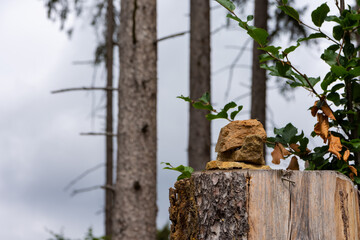 stacked stones on a tree trunk in the forest